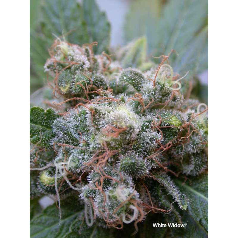 White Widow Fem x3 - Dutch Passion