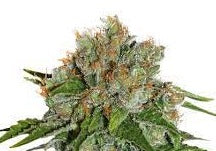 amnesia autofloreciente