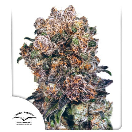 Blueberry Fem x3 - Dutch Passion