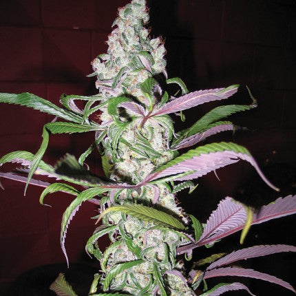 Blueberry Fem x3 - Dutch Passion