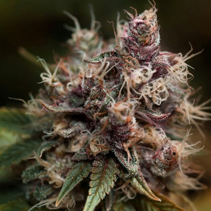 Blueberry Fem x3 - Dutch Passion
