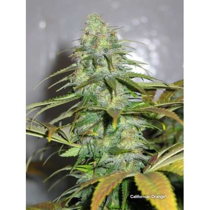 California Orange
