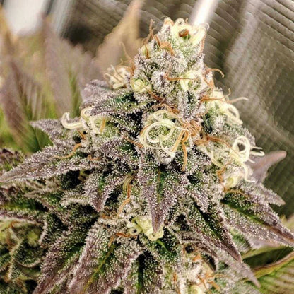 Tropical Tangie x100 -Dutch Passion