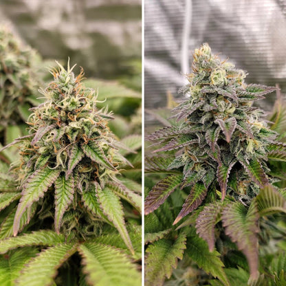 Tropical Tangie x100 -Dutch Passion