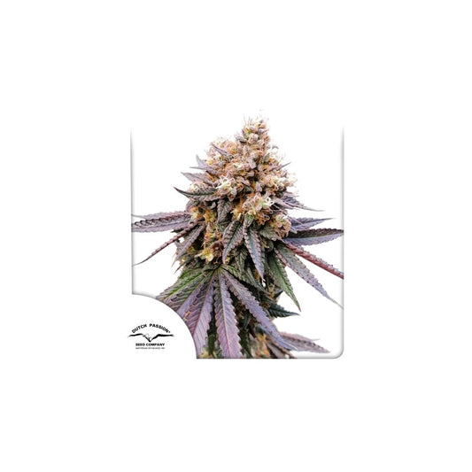 GMO Fast x3 -Dutch Passion 2024