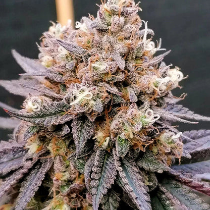 GMO Fast Fem x100 -Dutch Passion 2024