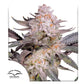 Orange Bud 2.0 Fem x3 - Dutch Passion