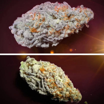 Orange Bud 2.0 Fem x3 - Dutch Passion