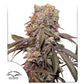 Auto Candy Bubatz XL x3- Dutch Passion 2024