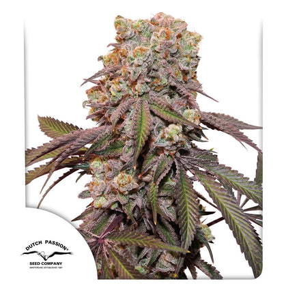 Auto Candy Bubatz XL x3- Dutch Passion 2024