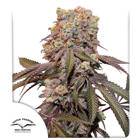 Auto Candy Bubatz XL x3- Dutch Passion 2024