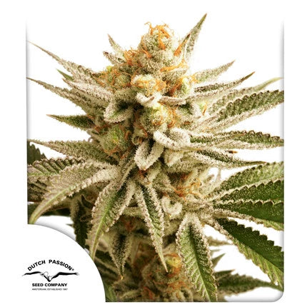 Lemon Z x3 -Dutch Passion