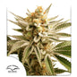 Lemon Z x3 -Dutch Passion