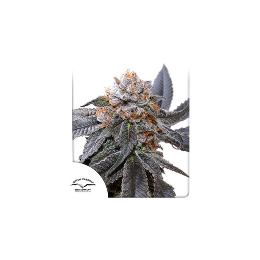 Blue Zushi x 3- Dutch Passion