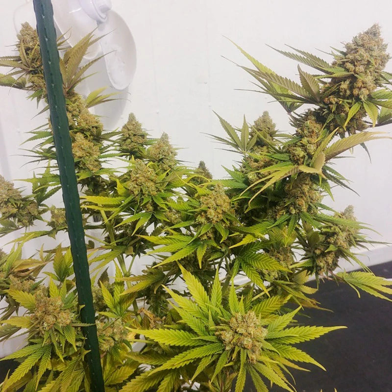 Lemon Z x3 -Dutch Passion