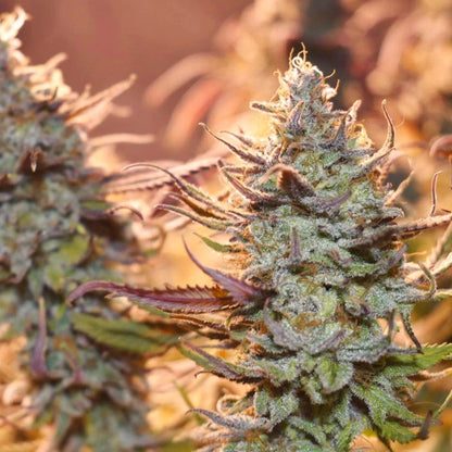 Lemon Z x3 -Dutch Passion