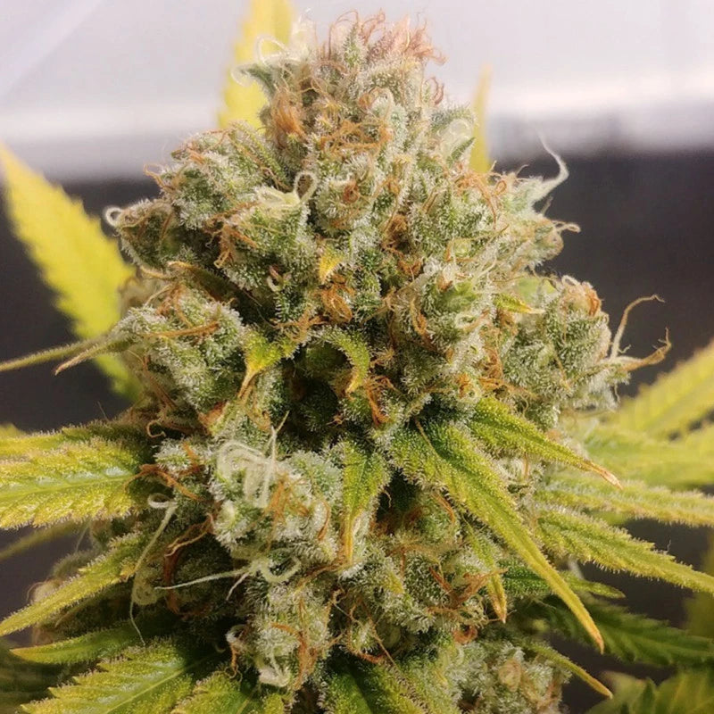 Lemon Z x3 -Dutch Passion
