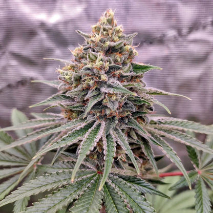 Blue Zushi x 3- Dutch Passion