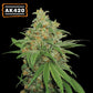 AK 420 Auto x3 Semillas - Seedstockers
