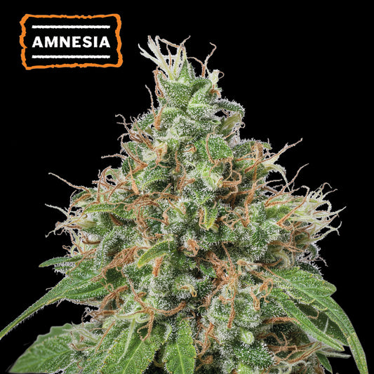 Amnesia Fem x5 - Seedstockers
