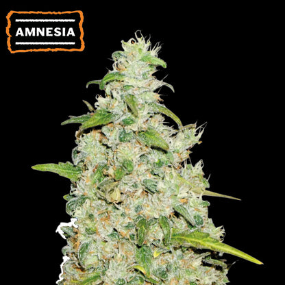 Amnesia Auto x3 - Seedstockers