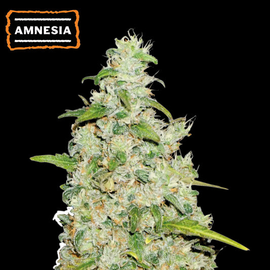 Amnesia Auto x3 - Seedstockers
