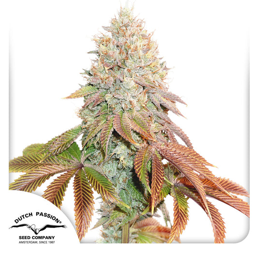 Auto Banana Blaze x100 - Dutch Passion
