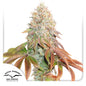 Auto Banana Blaze x3 - Dutch Passion