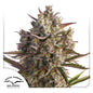 Auto Blueberry x3 - Dutch Passion