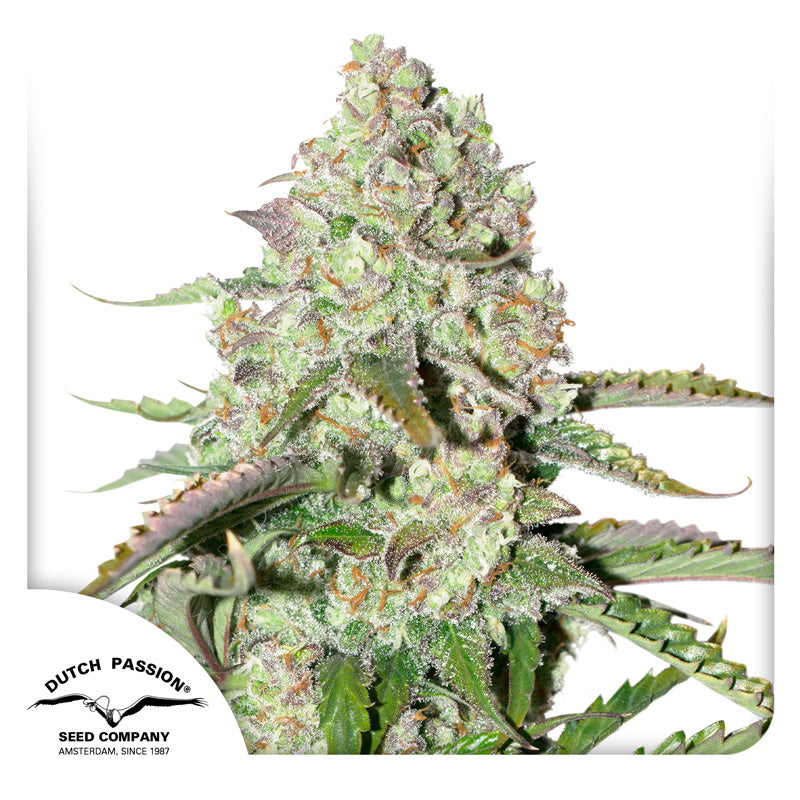 Auto Colorado Cookies x3 - Dutch Passion