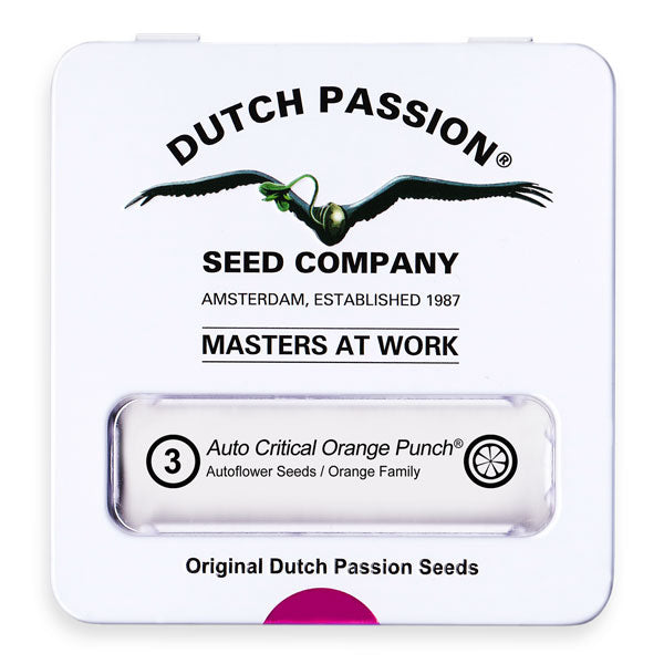 Auto Critical Orange Punch x3 - Dutch Passion