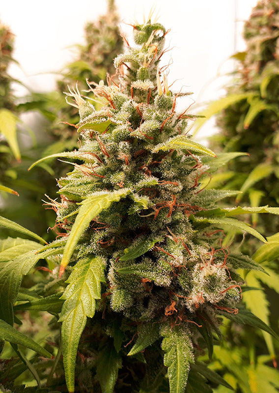 Auto Critical Orange Punch x3 - Dutch Passion