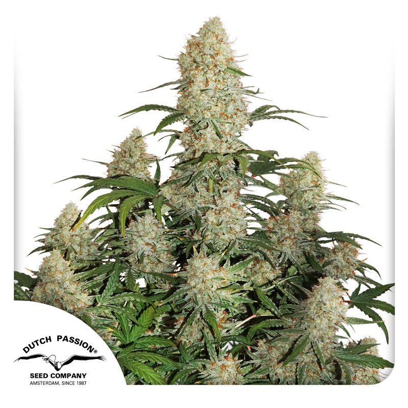 Auto Critical Orange Punch x3 - Dutch Passion