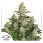 Auto Critical Orange Punch x3 - Dutch Passion
