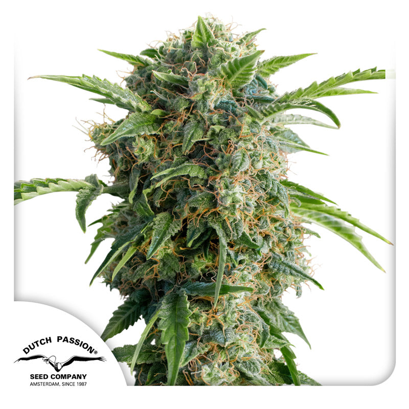 Auto Desfran x3 - Dutch Passion