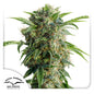 Auto Desfran x3 - Dutch Passion