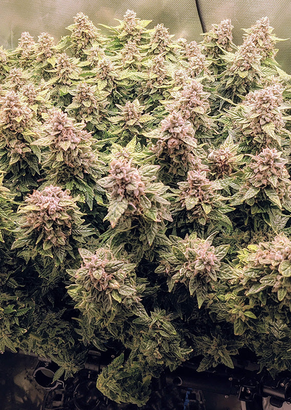 Auto Euforia x100 - Dutch Passion