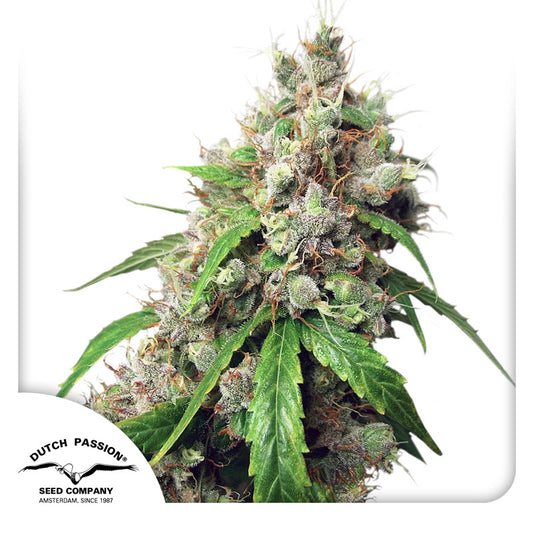 Auto Euforia x100 - Dutch Passion