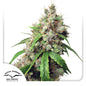 Auto Euforia x100 - Dutch Passion