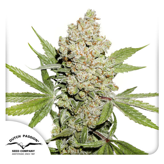 Auto Lemon Kix x3 - Dutch Passion