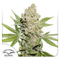Auto Lemon Kix x3 - Dutch Passion
