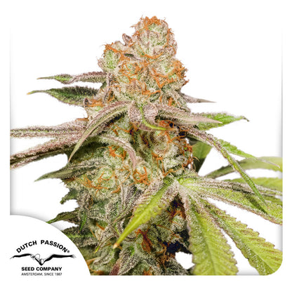 Auto MAC #1 x3 - Dutch Passion