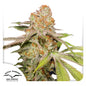 Auto MAC #1 x3 - Dutch Passion
