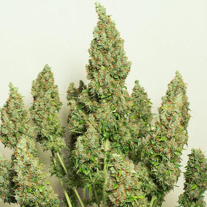Auto Mazar x3 - Dutch Passion