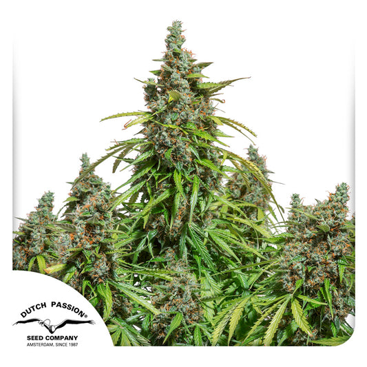 Auto Mazar x100 - Dutch Passion