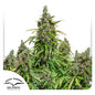 Auto Mazar x100 - Dutch Passion