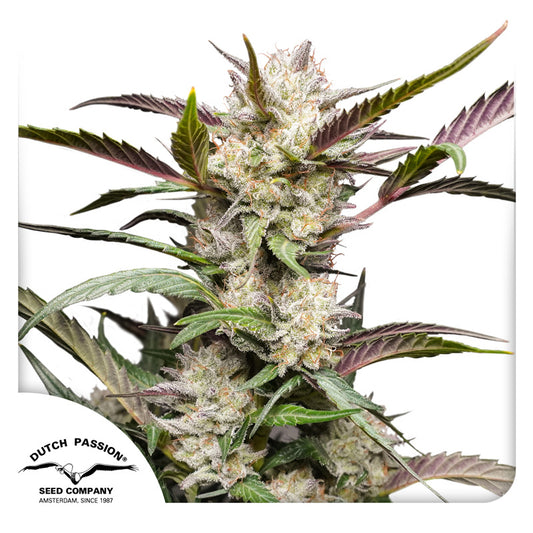 Auto Mimosa Punch x3 - Dutch Passion