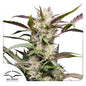 Auto Mimosa Punch x3 - Dutch Passion