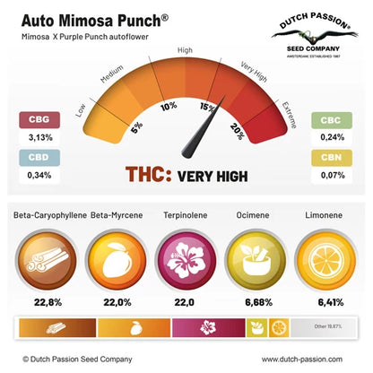 Auto Mimosa Punch x3 - Dutch Passion