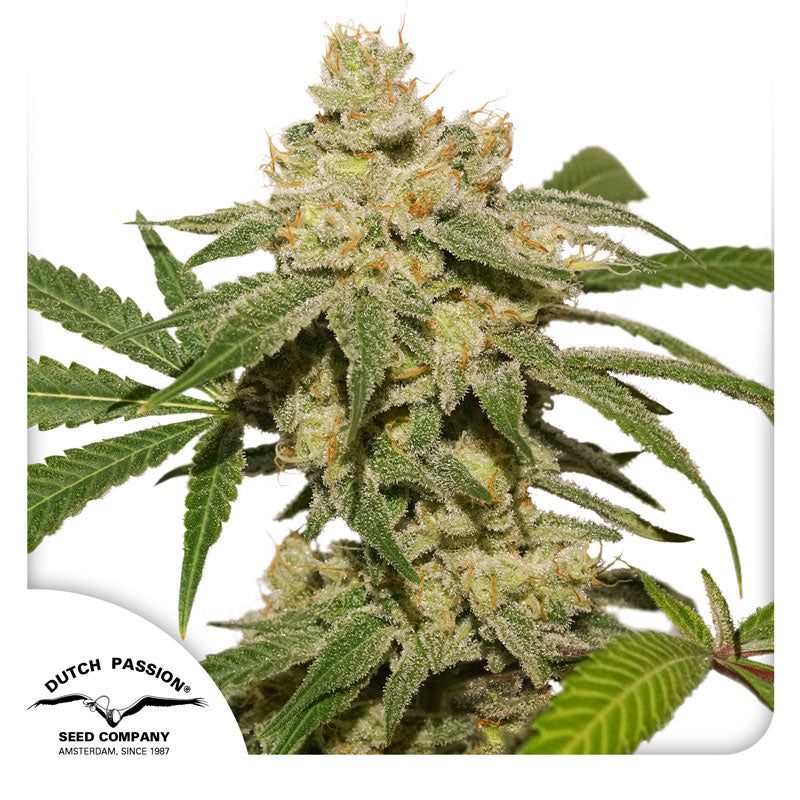 Auto Oh My Gusher x3 - Dutch Passion